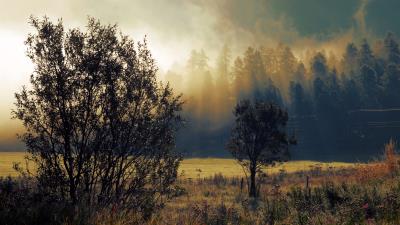 Autumn fog dawn 4k wallpaper