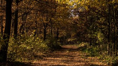 Autumn foliage grass 4k wallpaper