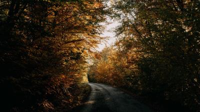 Autumn forest road 4k wallpaper