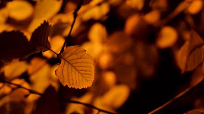 Autumn leaf birch 4k wallpaper