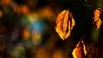 Autumn leaf branch 4k wallpaper