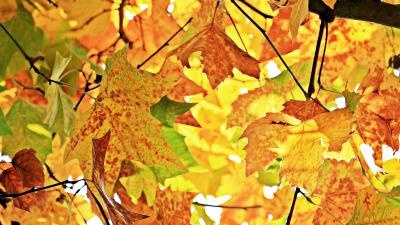 Autumn leaves branches tree maple wallpaper 4k wallpaper