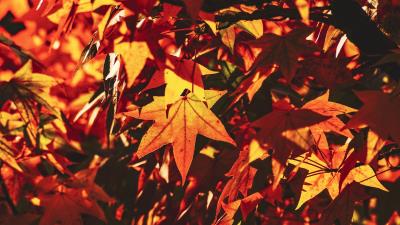 Autumn leaves maple 4k wallpaper