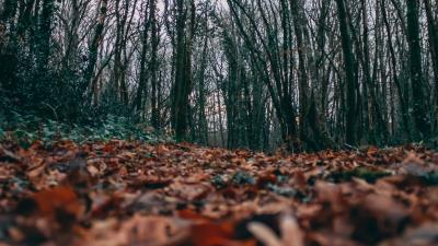 Autumn leaves trees 4k wallpaper