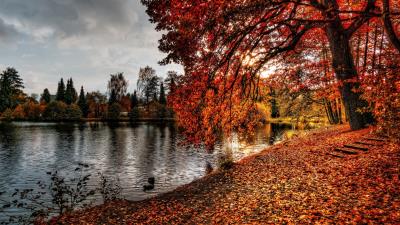 Autumn park foliage lake 4k wallpaper