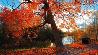 Autumn park river shop landscape wallpaper 4k wallpaper