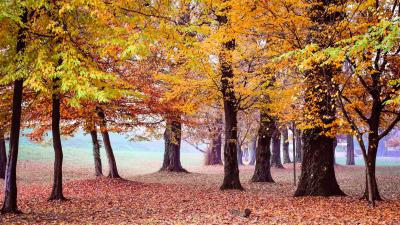 Autumn park trees foliage 4k wallpaper