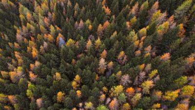 Autumn trees aerial view 4k wallpaper