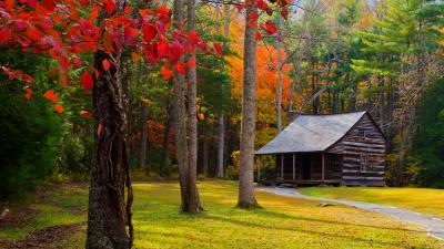 Autumn trees forest building grass wallpaper 4k wallpaper