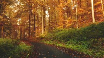 Autumn trees forest trail wallpaper 4k wallpaper