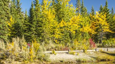 Autumn trees lake 4k wallpaper