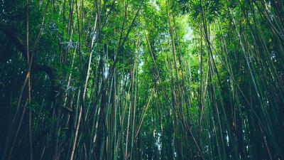Bamboo trees thickets 4k wallpaper