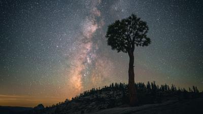 Baobab tree starry sky 4k wallpaper
