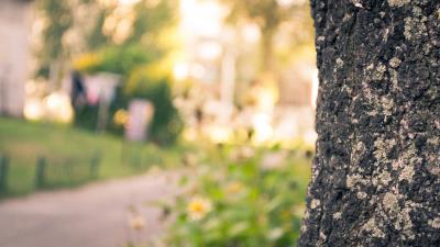 Bark trunk tree macr 4k wallpaper