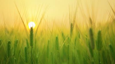 Barley field sun 4k wallpaper
