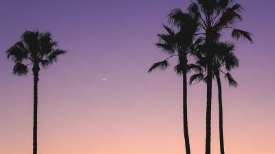 Beach palm trees dusk 4k wallpaper