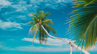 Beach sea palm trees 4k wallpaper