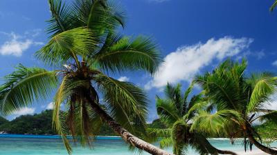 Beach tropics sea sand palm trees sandy wallpaper 4k wallpaper