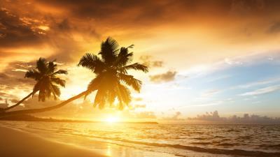 Beach tropics sea sand palm trees sunset evening 4k wallpaper