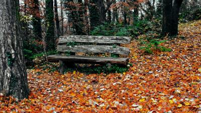 Bench autumn park trees 4k wallpaper