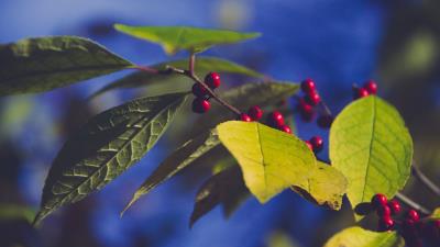 Berries branch leaves 4k wallpaper