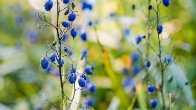 Berries plant fruit 4k wallpaper