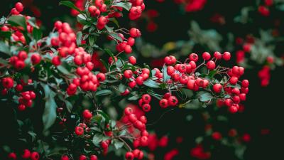 Berries red berries leaves 4k wallpaper