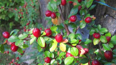 Berries shrubs natur 4k wallpaper