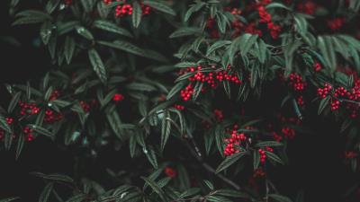 Berries tree leaves 4k wallpaper