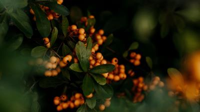 Berries yellow bunches 4k wallpaper