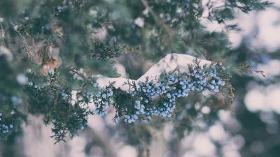 Berry branch glare 4k wallpaper