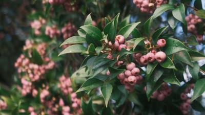 Berry leaves branch 4k wallpaper