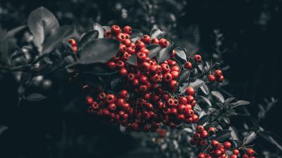 Berry mountain ash branch 4k wallpaper