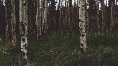 Birchs forest trees 4k wallpaper