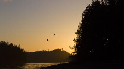 Bird river forest 4k wallpaper