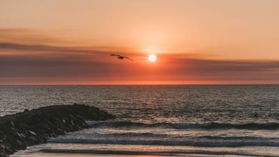 Bird sea flight sunset 4k wallpaper