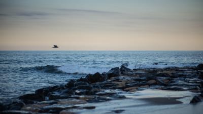 Bird shore wave 4k wallpaper