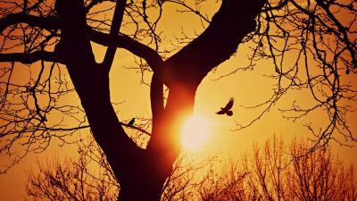 Bird silhouette sunset 4k wallpaper