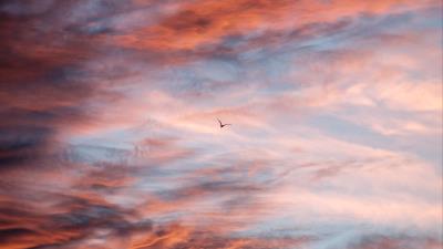 Bird sky clouds flight 4k wallpaper