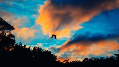 Bird sky flight clouds 4k wallpaper