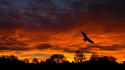 Bird sunset silhouette 4k wallpaper