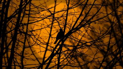 Bird trees silhouette branches 4k wallpaper
