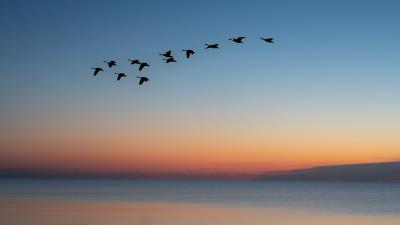 Birds flock sunset image 4k wallpaper