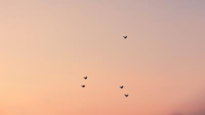 Birds sky cloud 4k wallpaper