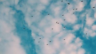 Birds sky clouds 4k wallpaper