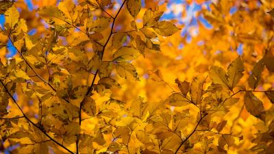 Branch leaves autumn image 4k wallpaper