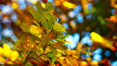 Branch leaves autumn 4k wallpaper
