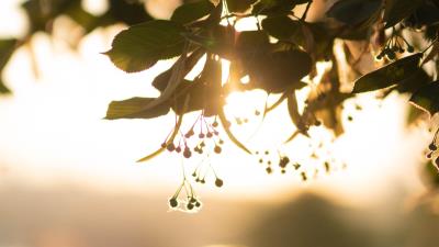 Branch leaves blur 4k wallpaper