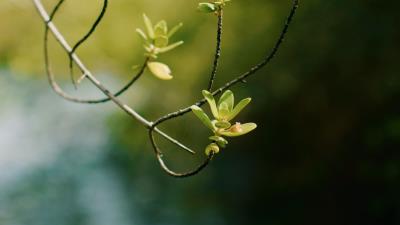 Branch leaves focus 4k wallpaper