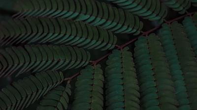 Branch leaves green 4k wallpaper